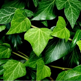 Glossy green foliage of evergreen climber